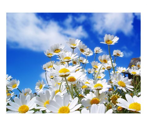 Allergies in the air