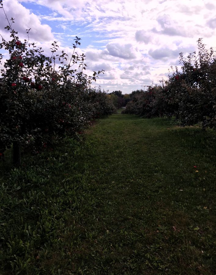 Endless rows of apple trees