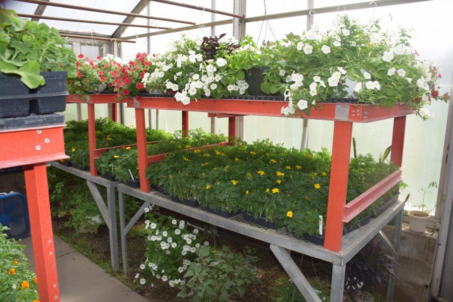 The annual OHS plant sale