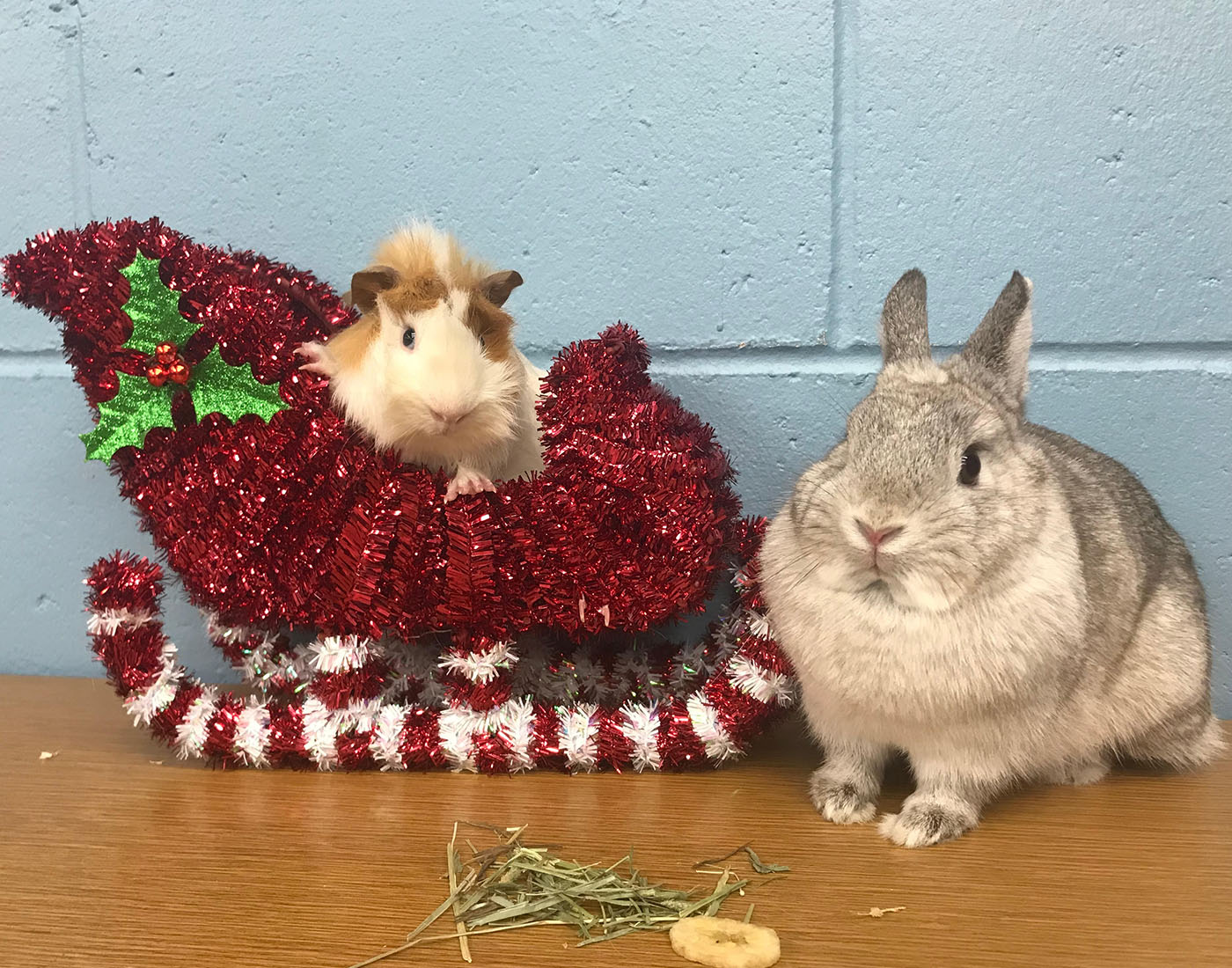 Christmas PHOTO CONTEST:  Holiday Greeting from OHS Staff