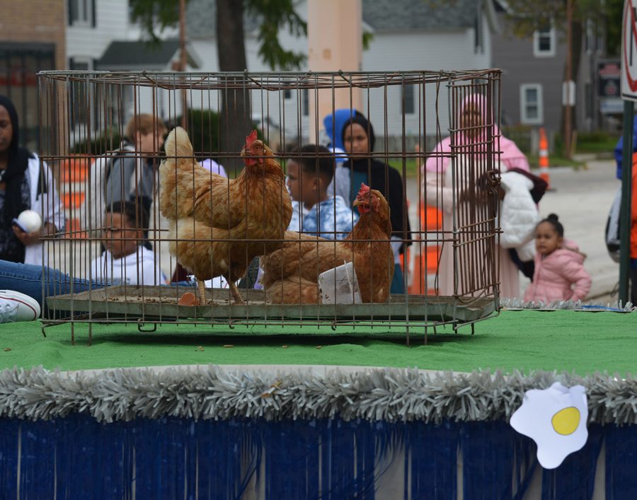Chickens from the F.F.A parade float