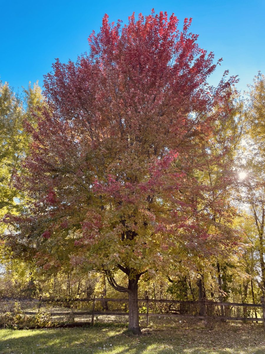 The+fall+leaves+changing+to+red+on+this+maple+tree.