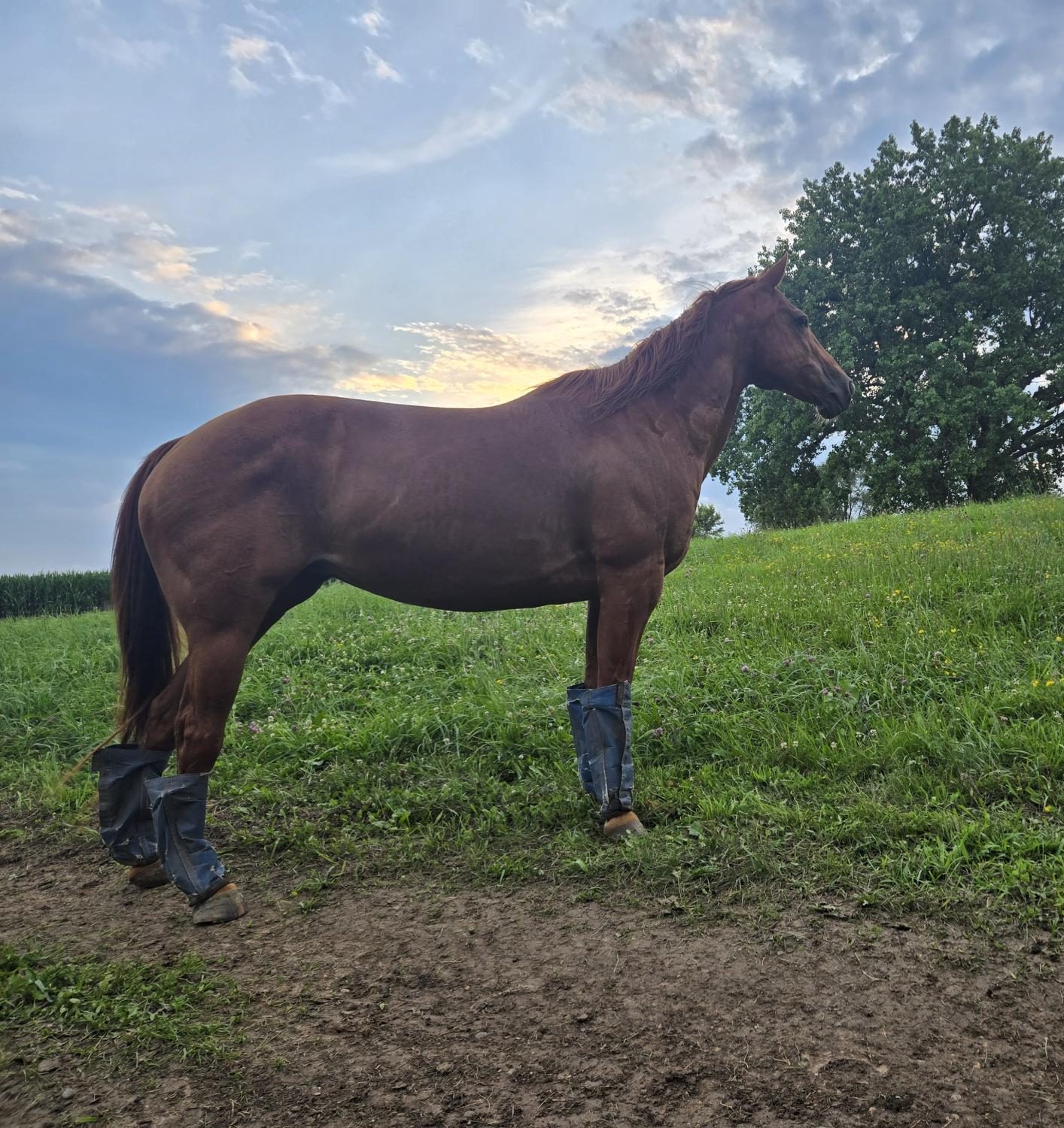Fancy a quarter horse in the pasture