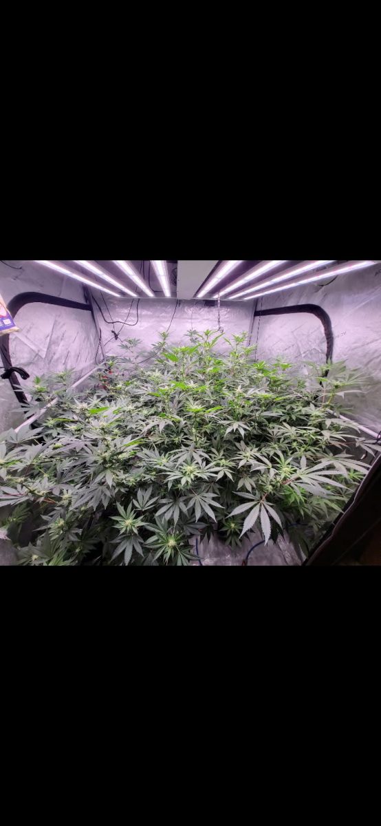An image showing a garden of cannabis plants being grown. (Sent from Anonymous source.) 
