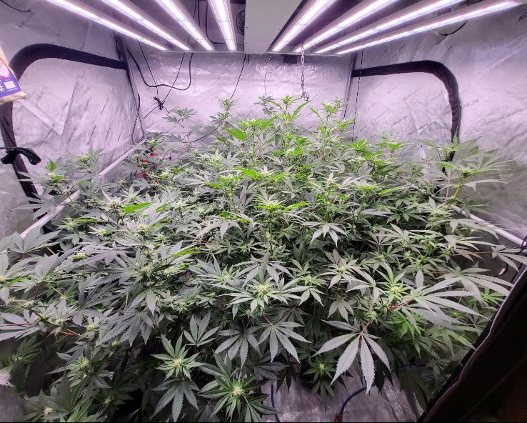 An image showing a garden of cannabis plants being grown. (Sent from Anonymous source.) 
