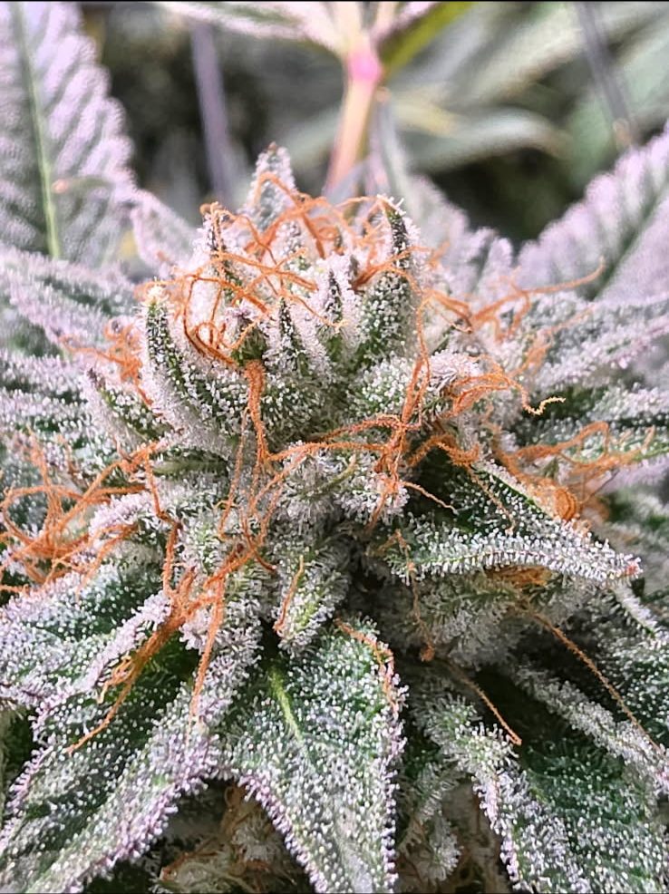 A close up image of a marijuana bud from a plant. (Sent from Anonymous source.) 
